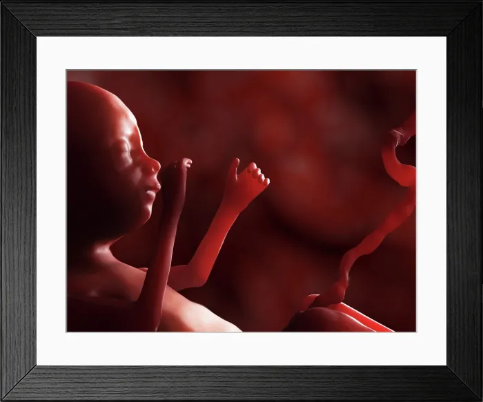 Framed Print : Human fetus, artwork Framed Print : Human fetus, artwork