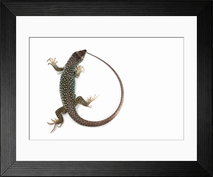 Framed Print : Jeweled Lacerta (Lacerta Lepida) Framed Print : Jeweled Lacerta (Lacerta Lepida)