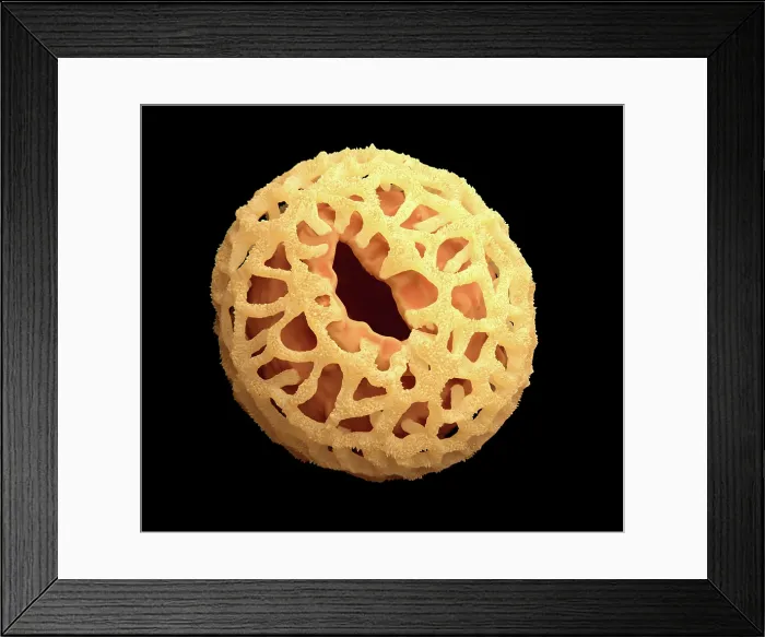 Framed Print : Pollen grain, artwork Framed Print : Pollen grain, artwork