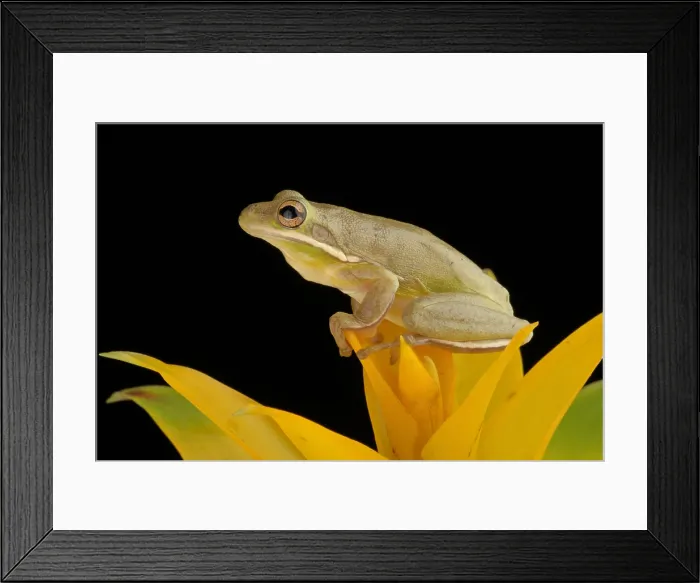 Framed Print : Green Treefrog (Hyla cinerea) Framed Print : Green Treefrog (Hyla cinerea)