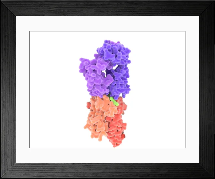 Framed Print : Isolated view of a T-cell receptor in complex with the MHC class II-peptide complex
