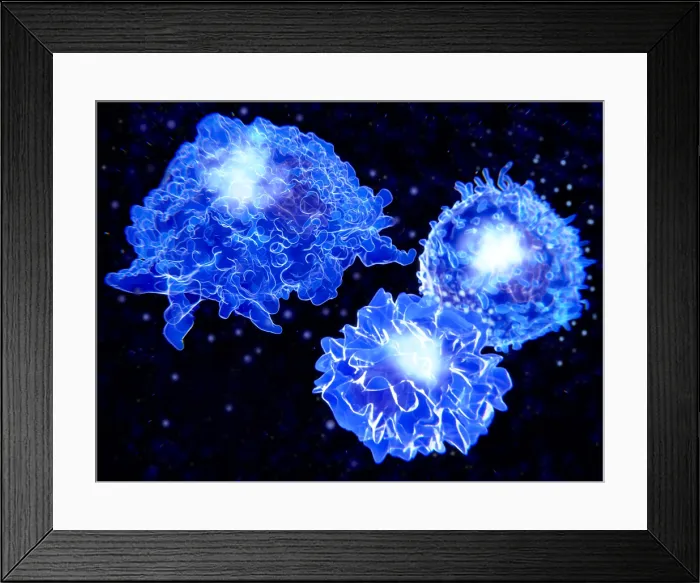 Framed Print : Macrophage, T-cell, and APC Framed Print : Macrophage, T-cell, and APC