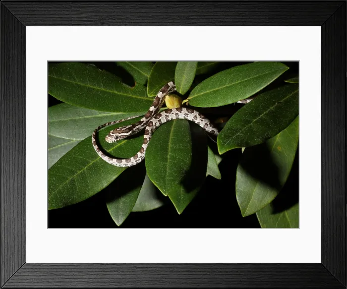Framed Print : Corn Snake (Pantherophis guttatus) Framed Print : Corn Snake (Pantherophis guttatus)
