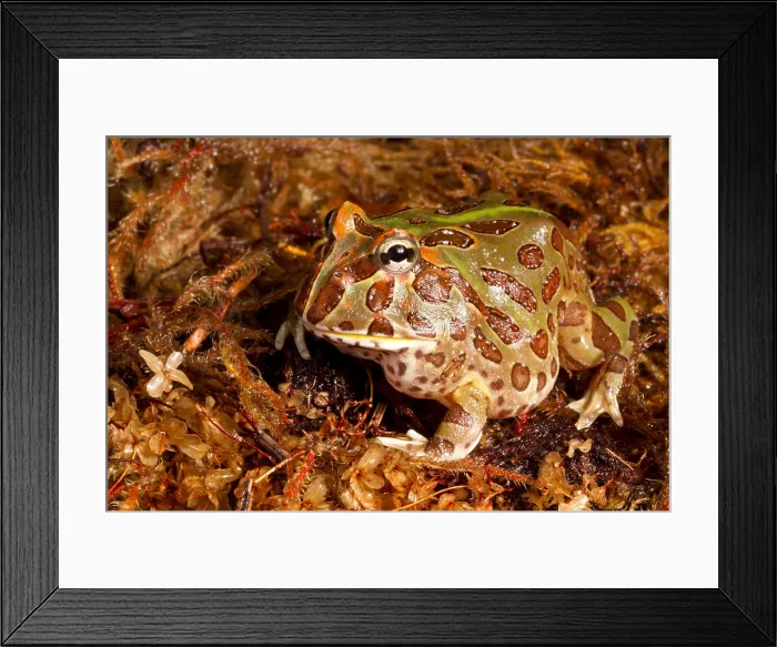 Framed Print : South American Horned Frog