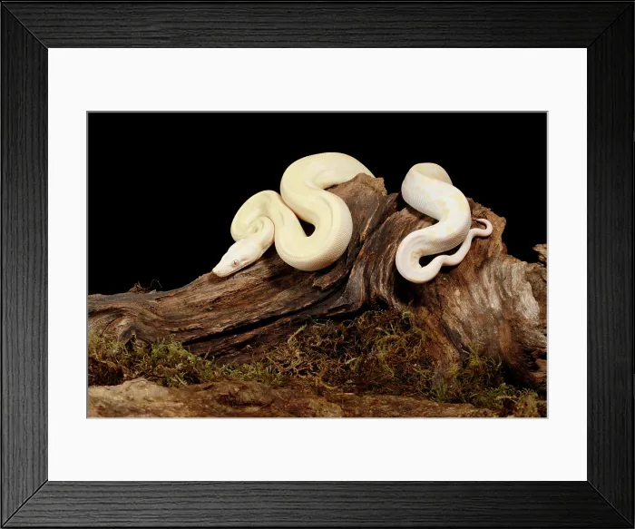 Framed Print : Moonglow Colombian Red-tail Boa