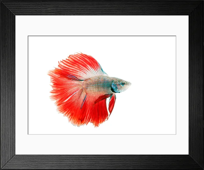 Framed Print : Red Betta Fish (Betta splendens) portrait Framed Print : Red Betta Fish (Betta splendens) portrait
