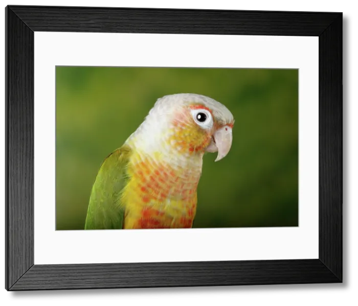 Framed Print : Green-cheeked Conure Framed Print : Green-cheeked Conure