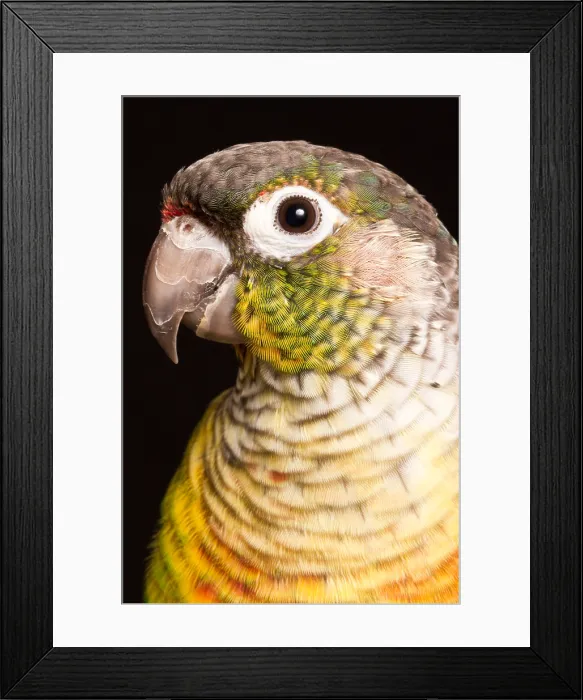 Framed Print : Green-cheeked conure (Pyrrhura molinae)