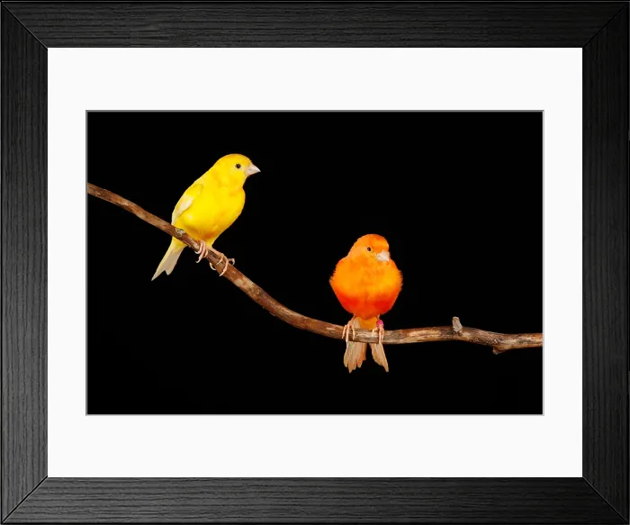 Framed Print : Captive domestic Canary Portrait
