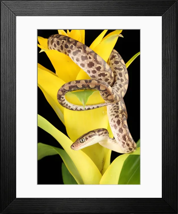 Framed Print : Colombian Rainbow Boa (Epicrates maurus) Framed Print : Colombian Rainbow Boa (Epicrates maurus)