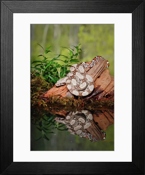 Framed Print : Colombian Red Tail Boa Constrictor Framed Print : Colombian Red Tail Boa Constrictor