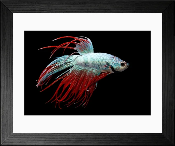 Framed Print : Siamese Fighting Fish or Betta Framed Print : Siamese Fighting Fish or Betta