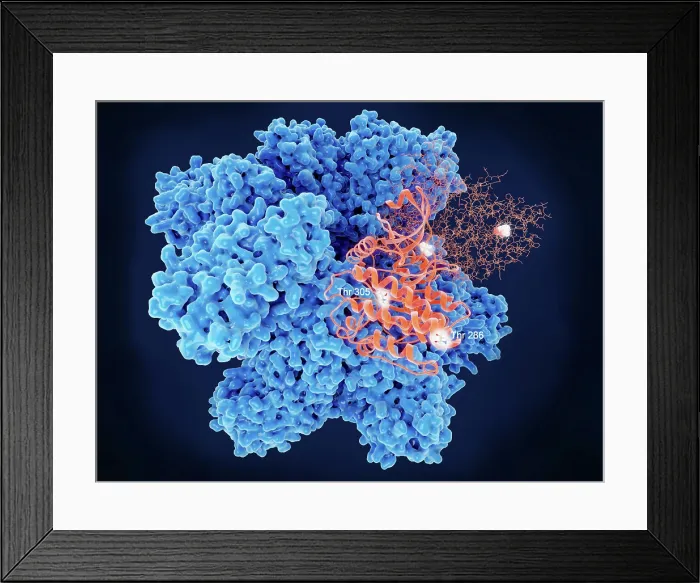 Framed Print : CAMKII, key regulatory aminoacids of two identical subunits Framed Print : CAMKII, key regulatory aminoacids of two identical subunits