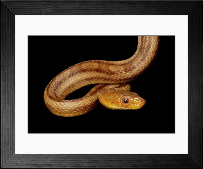 Framed Print : Yellow Rat snake portrait Framed Print : Yellow Rat snake portrait