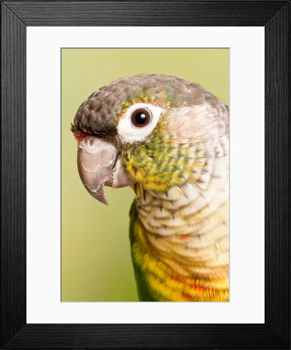 Framed Print : Green-cheeked conure (Pyrrhura molinae) Framed Print : Green-cheeked conure (Pyrrhura molinae)