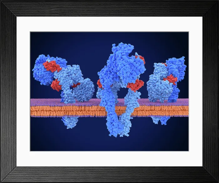 Framed Print : Insulin receptor dimer activated by 3 insulin molecules Framed Print : Insulin receptor dimer activated by 3 insulin molecules