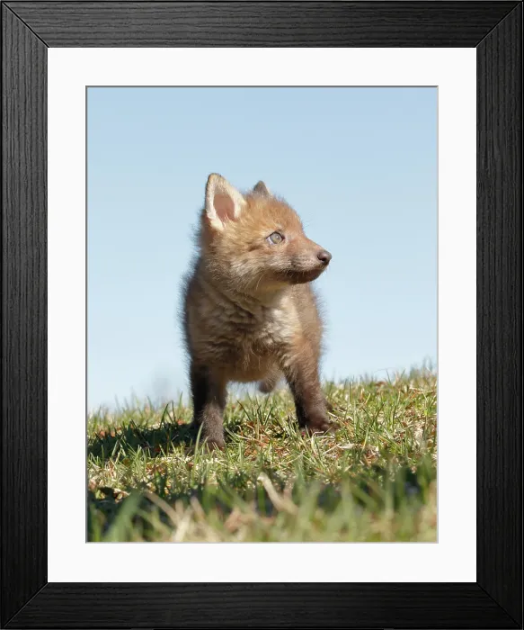 Framed Print : Red Fox Kit in Grass Framed Print : Red Fox Kit in Grass