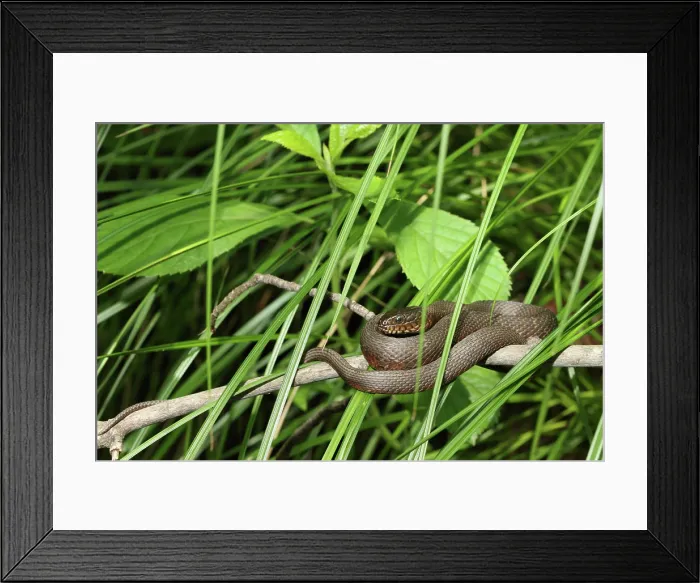 Framed Print : Northern Water Snake on branch