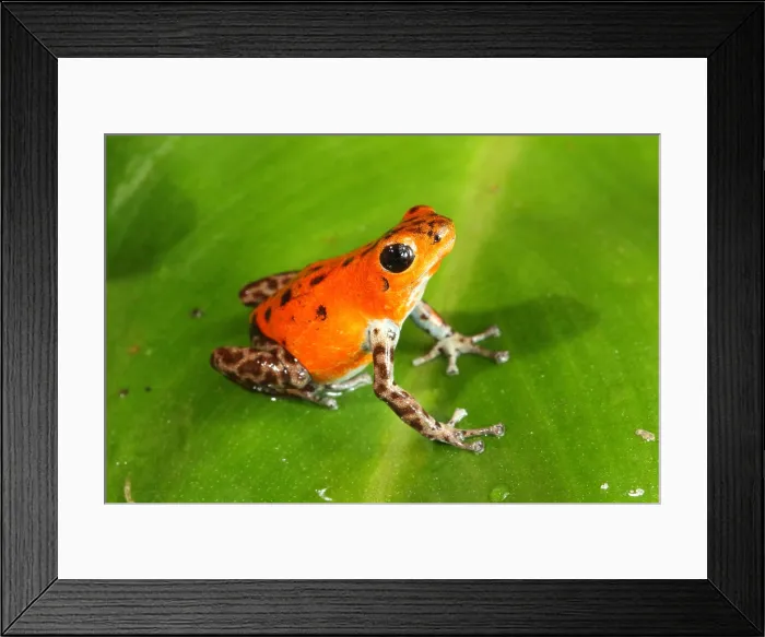 Framed Print : Poison Dart Frog (Oophaga pumilio) Framed Print : Poison Dart Frog (Oophaga pumilio)
