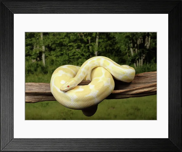 Framed Print : Albino Royal Ball Python