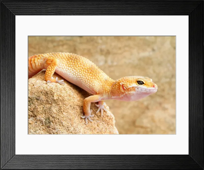 Framed Print : Leopard Gecko (Eublepharis macularius) Framed Print : Leopard Gecko (Eublepharis macularius)