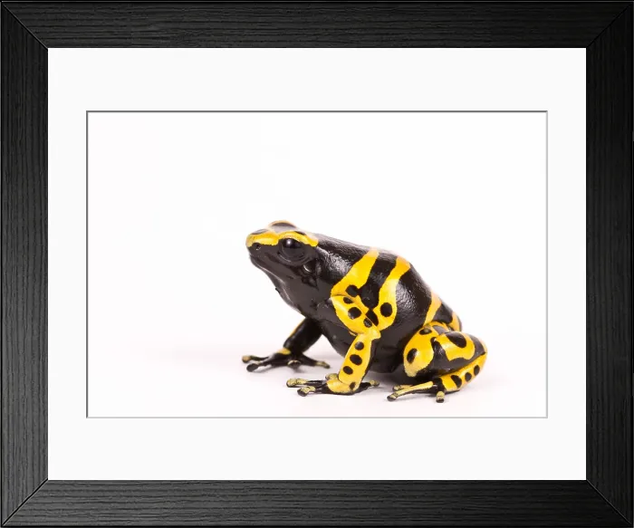 Framed Print : Yellow-banded poison dart frog Framed Print : Yellow-banded poison dart frog