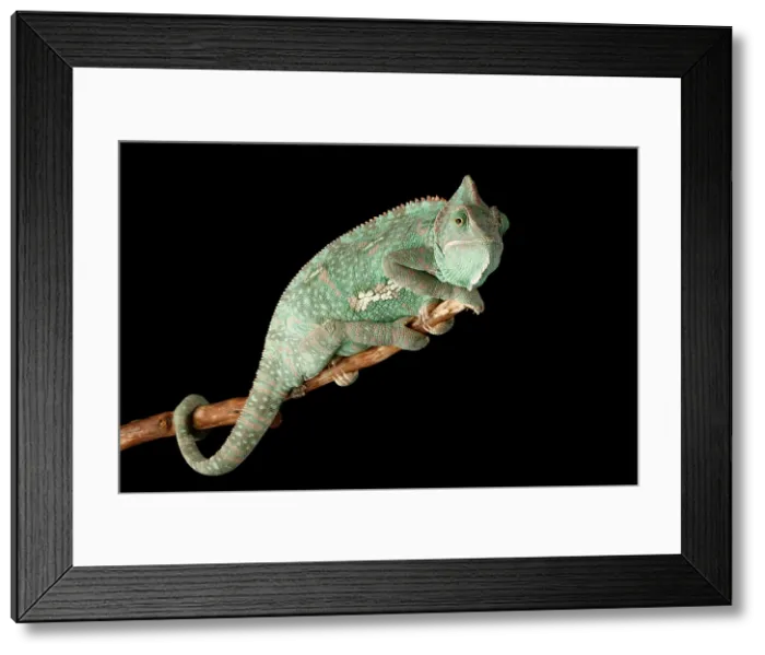 Framed Print : Veiled Chameleon (Chamaeleo calyptratus)