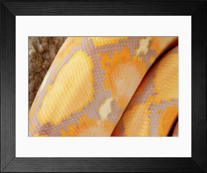 Framed Print : Reticulated Python, Lavender Albino Morph Scales Framed Print : Reticulated Python, Lavender Albino Morph Scales