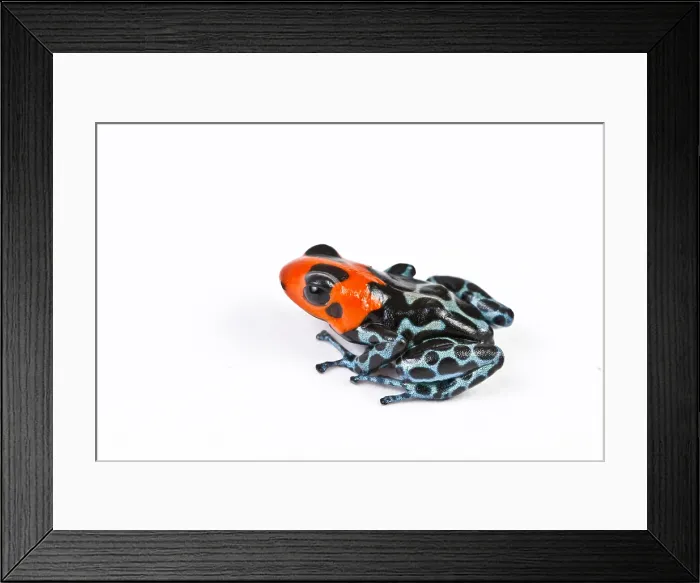 Framed Print : Blessed Poison Dart Frog Framed Print : Blessed Poison Dart Frog