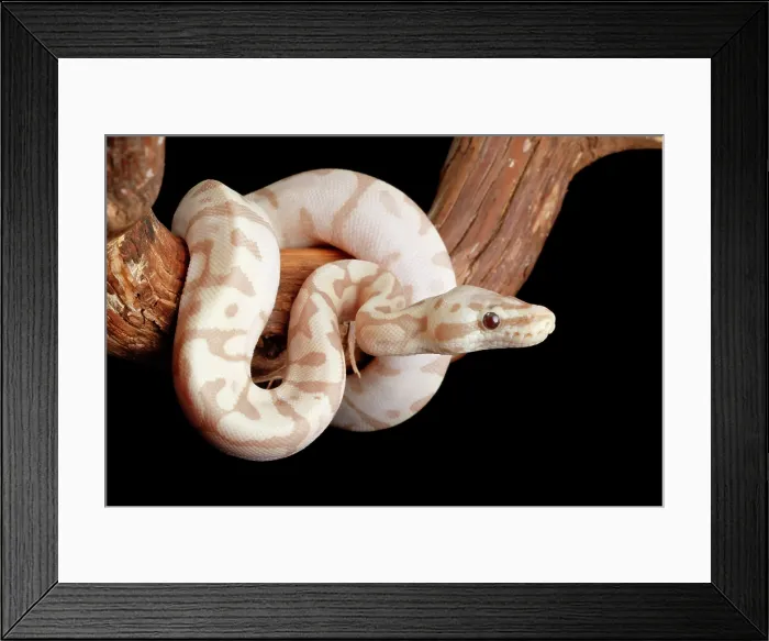 Framed Print : Ball Python Morph on Branch Framed Print : Ball Python Morph on Branch
