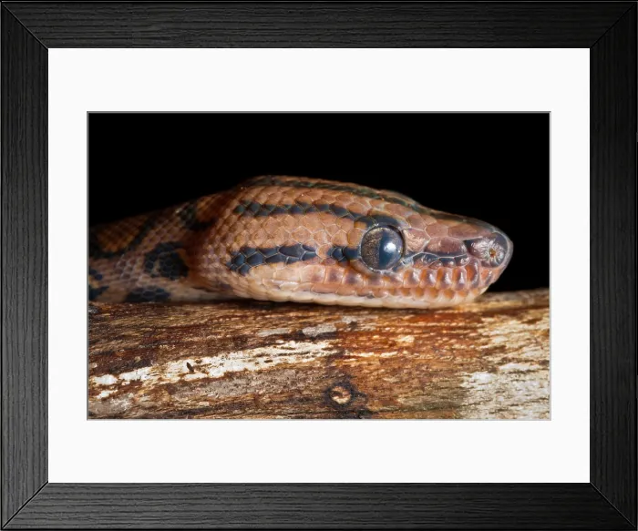 Framed Print : Brazilian Rainbow Boa (Epicrates cenchria) Framed Print : Brazilian Rainbow Boa (Epicrates cenchria)