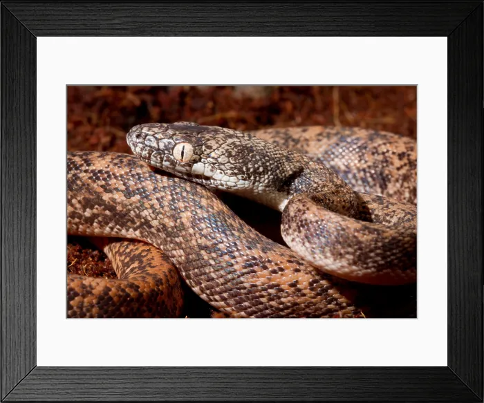 Framed Print : Savu Python (Liasis mackloti savuensis) Framed Print : Savu Python (Liasis mackloti savuensis)