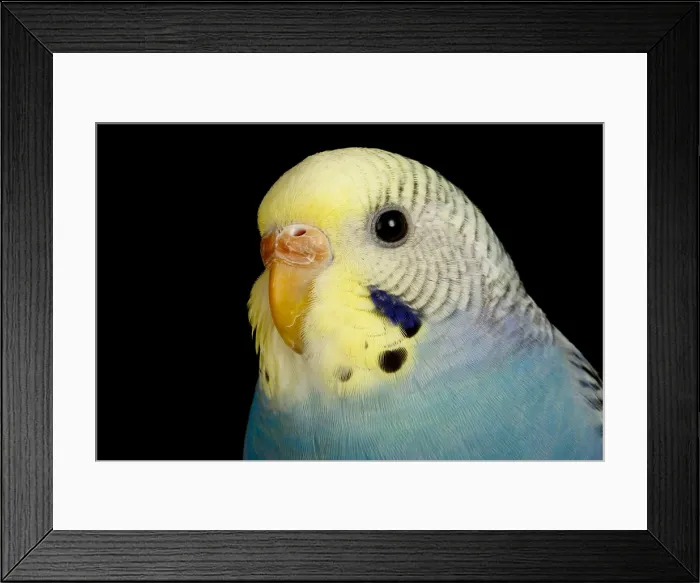 Framed Print : Budgerigar (Melopsittacus undulatus) portrait Framed Print : Budgerigar (Melopsittacus undulatus) portrait
