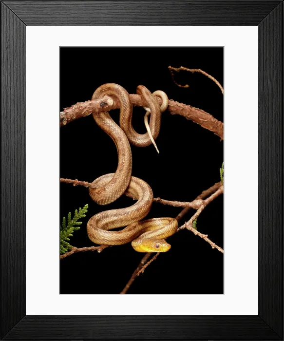 Framed Print : Climbing Yellow Rat Snake. Vertical Framed Print : Climbing Yellow Rat Snake. Vertical