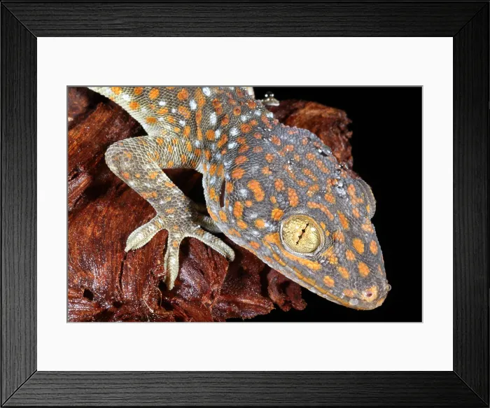 Framed Print : Tokay Gecko Framed Print : Tokay Gecko