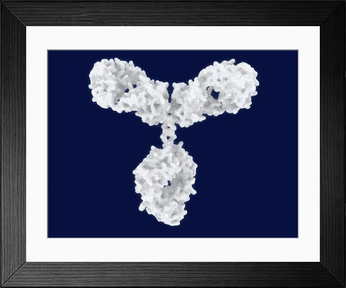 Framed Print : Antibody, artwork Framed Print : Antibody, artwork