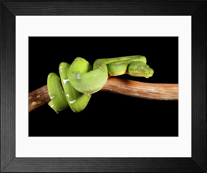 Framed Print : Emerald Tree Boa (Corallus caninus) Framed Print : Emerald Tree Boa (Corallus caninus)