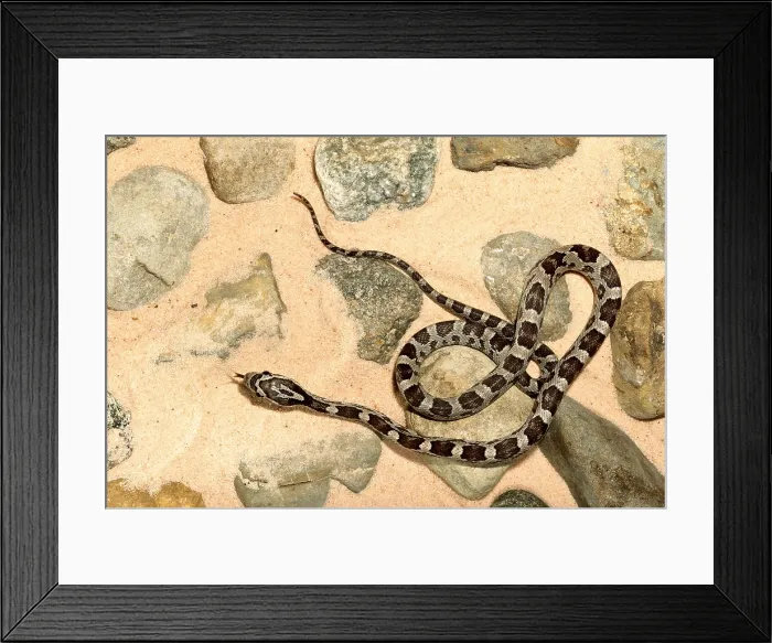 Framed Print : Corn Snake (Pantherophis guttatus) Framed Print : Corn Snake (Pantherophis guttatus)