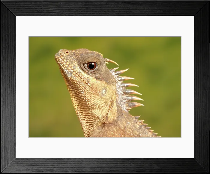 Framed Print : Mountain Horned Dragon head portrait