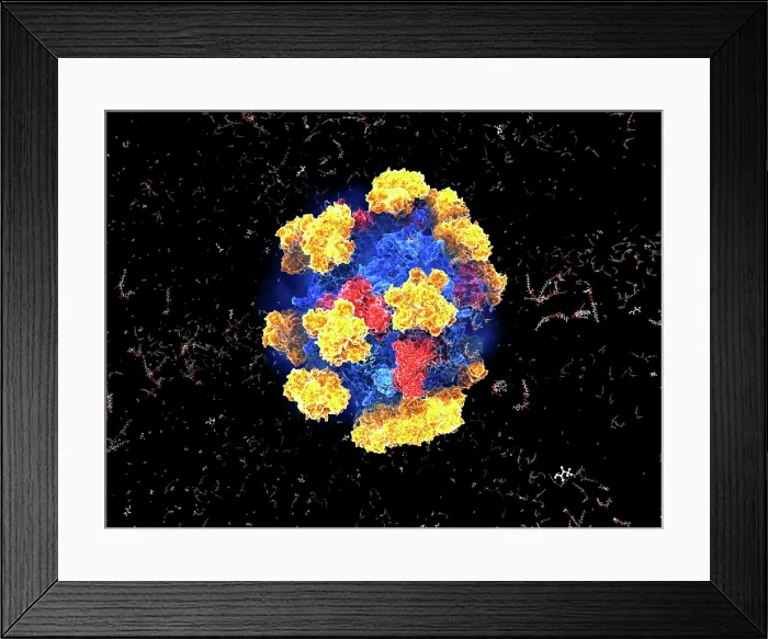 Framed Print : Pyruvate dehydrogenase complex Framed Print : Pyruvate dehydrogenase complex