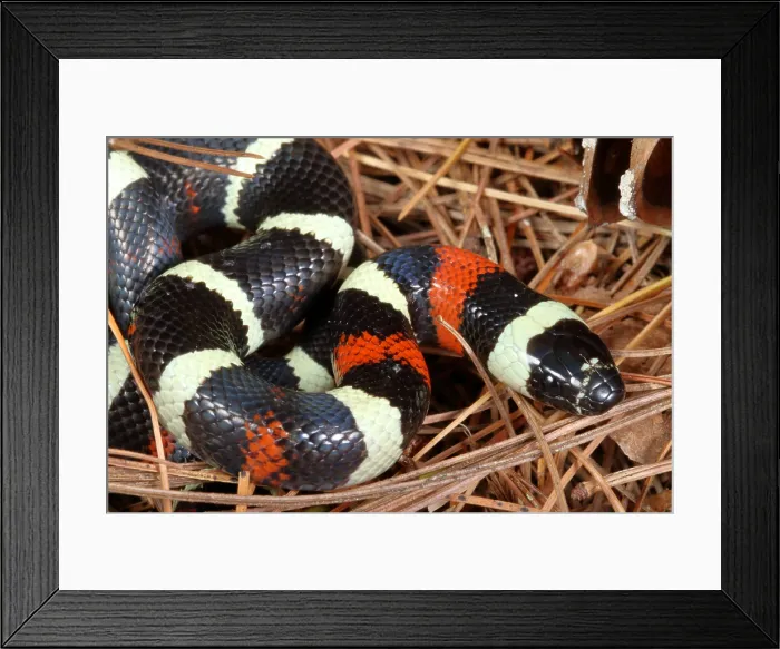 Framed Print : Pueblan Milk Snake (L. triangulum campbelli) Framed Print : Pueblan Milk Snake (L. triangulum campbelli)