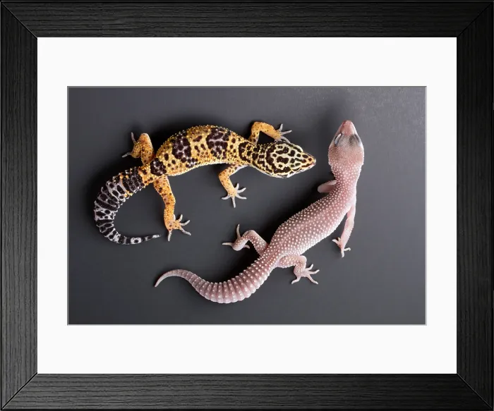 Framed Print : An albino and a normal Leopard Gecko E. Macularius Collection Framed Print : An albino and a normal Leopard Gecko E. Macularius Collection