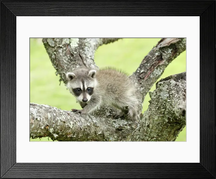 Framed Print : Raccoon Climbing Tree