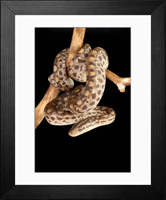 Framed Print : Colombian Rainbow Boa (Epicrates maurus) Framed Print : Colombian Rainbow Boa (Epicrates maurus)