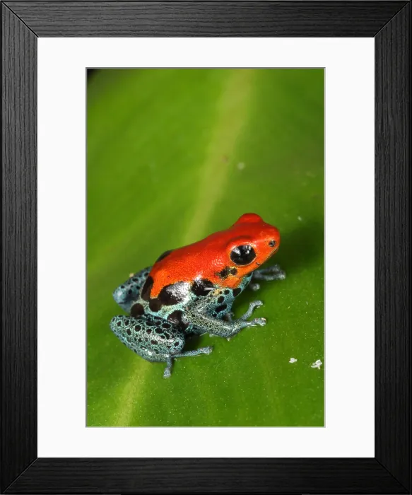 Framed Print : Poison Dart Frog (Ranitomeya amazonica) Framed Print : Poison Dart Frog (Ranitomeya amazonica)