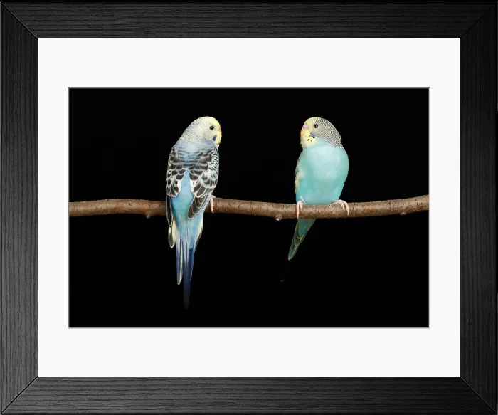 Framed Print : Two Bugerigars on a branch Framed Print : Two Bugerigars on a branch