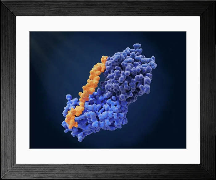 Framed Print : Anti-thrombosis: complex between heparin, antithrombin and thrombin Framed Print : Anti-thrombosis: complex between heparin, antithrombin and thrombin