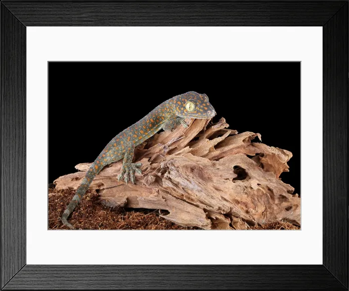 Framed Print : Tokay Gecko Framed Print : Tokay Gecko