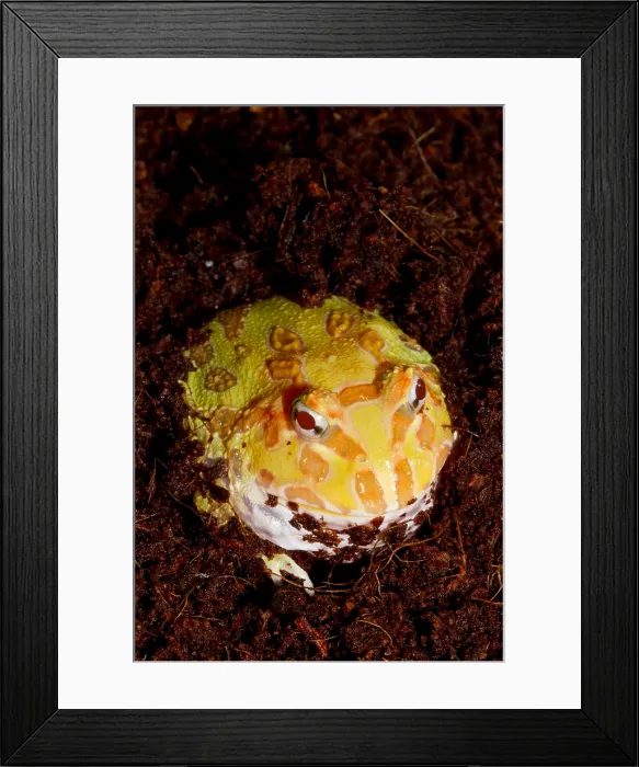 Framed Print : Pac Man Frog (Ceratophrys) Framed Print : Pac Man Frog (Ceratophrys)