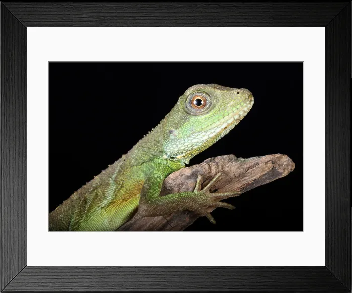 Framed Print : Chinese Water Dragon (Physignathus cocincinus) Framed Print : Chinese Water Dragon (Physignathus cocincinus)